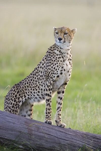Cheetah - adult female - Masai Mara Conservancy - Kenya