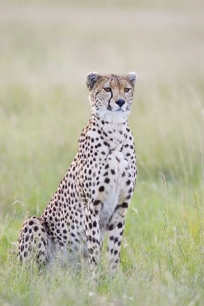 Cheetah - adult female - Masai Mara Conservancy - Kenya