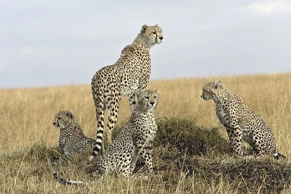 Cheetah - adult on look out and 3 young. Maasai Mara National Park - Kenya - Africa