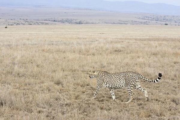 Cheetah - Adult male Lewa Conservancy, Kenya