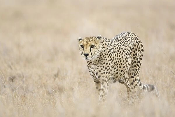 Cheetah - Adult male Lewa Conservancy, Kenya
