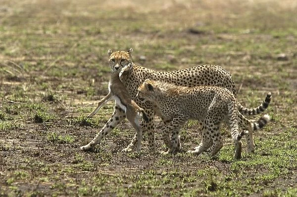 Cheetah - Adult with young and kill