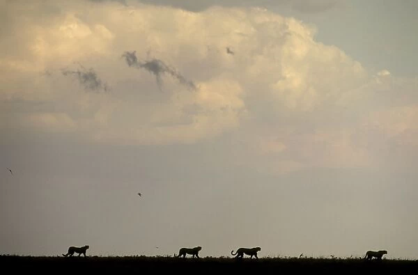 Cheetah - four animals on skyline - Kenya JFL03324