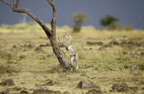 Cheetah - about to bat a small prey on tree, Masai Mara National Reserve, Kenya JFL03257