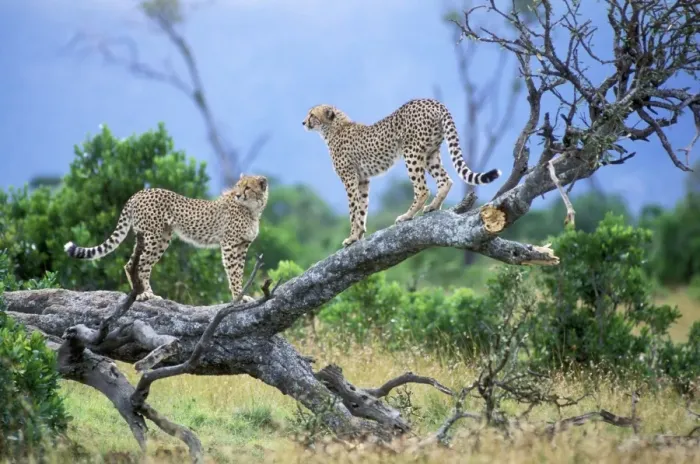 Framed Print : Cheetah - two on branch. Maasai Mara - Kenya Framed Print : Cheetah - two on branch. Maasai Mara - Kenya