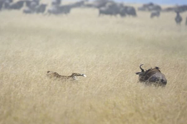 Cheetah - chased by Wildebeest while hunting Wildebeest calves  /  yearlings - Masai Mara Reserve - Kenya *Digitally removed Wildebeest from foreground