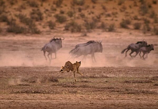 Cheetah chases Wildebeest  /  Gnu. Kalahari Gemsbok Park, South Africa