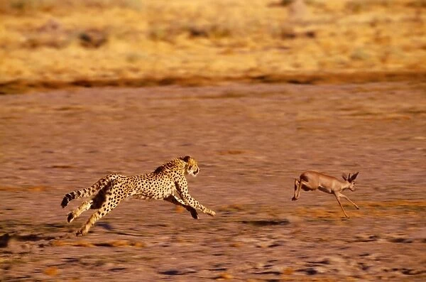 Cheetah - chasing Steenbok (Raphicerus campestris) Nxai Pan, Botswana, Africa