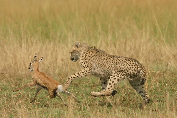 Cheetah - Chasing Thomsons Gazelle