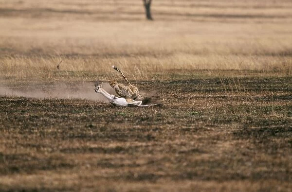 Cheetah Chasing Thomson's Gazelle prey. 2 in series of 4