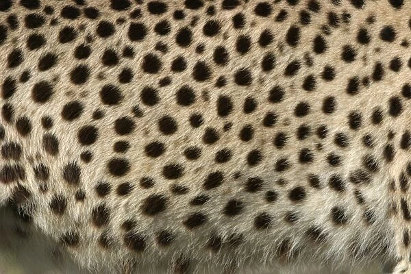 Cheetah - close-up of fur  /  coat, showing spots Cape Province. South Africa. Africa