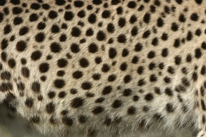 Framed Print : Cheetah - close-up of fur / coat, showing spots Cape Province. South Africa. Africa Framed Print : Cheetah - close-up of fur / coat, showing spots Cape Province. South Africa. Africa