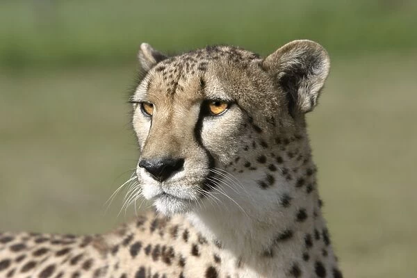 Cheetah - close-up of head Cape Province. South Africa. Africa