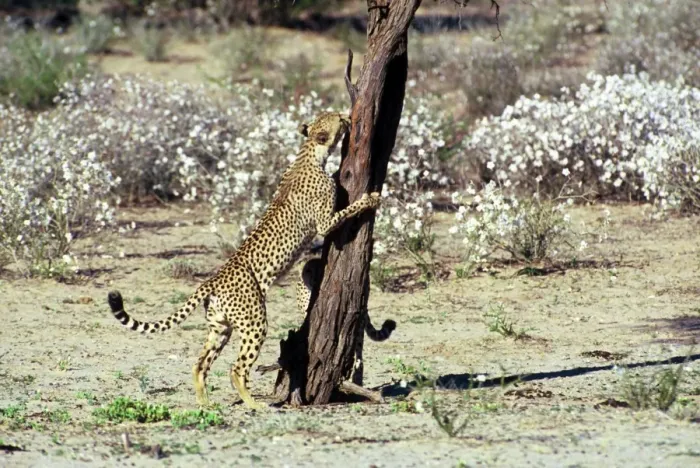 Framed Print : Cheetah - Coalition of two male cheetahs, one clawing tree trunk observation post. Kgalagadi Transfrontier Park, Northern Cape, South Africa Framed Print : Cheetah - Coalition of two male cheetahs, one clawing tree trunk observation post. Kgalagadi Transfrontier Park, Northern Cape, South Africa