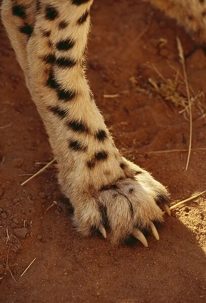 Cheetah CRH 222 Paw showing non-retractable claw, Botswana, Africa. Acinonyx jubatus © Chris Harvey  /  ARDEA LONDON