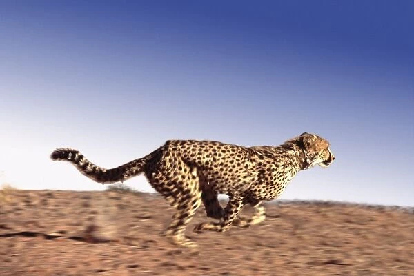 Cheetah CRH 757 RF M Running Acinonyx jubatus © Chris Harvey  /  ardea. com
