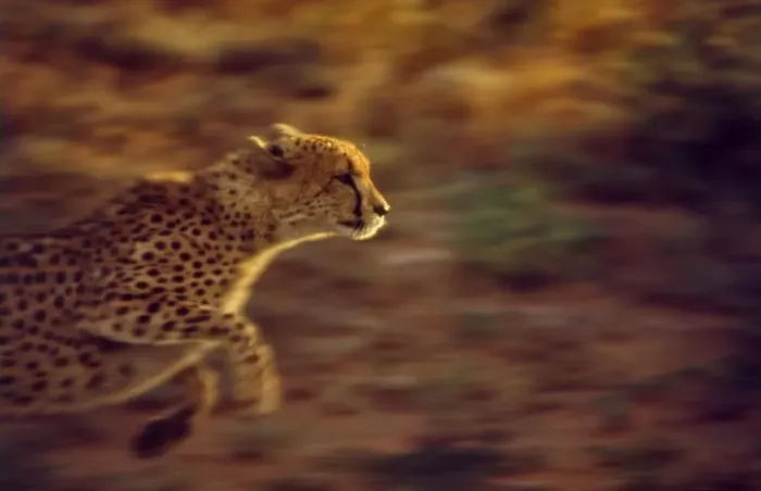 Framed Print : Cheetah CRH 960 M Running Moremi, Botswana Acinonyx jubatu © Chris Harvey / ardea. com Framed Print : Cheetah CRH 960 M Running Moremi, Botswana Acinonyx jubatu © Chris Harvey / ardea. com