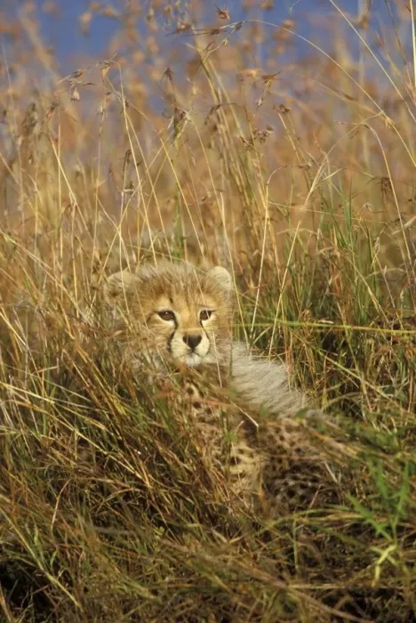 Framed Print : Cheetah - cub in grass. Maasai mara - Kenya Framed Print : Cheetah - cub in grass. Maasai mara - Kenya