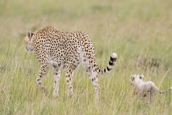 Cheetah - with cub - Maasai Mara Reserve - Kenya