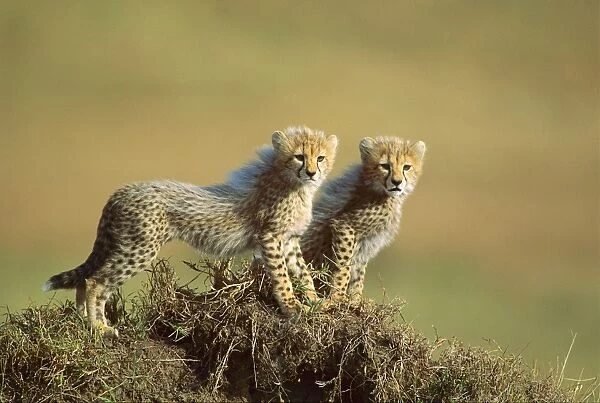 Cheetah - cubs 2-3 months old - Masai Mara National Reserve - Kenya JFL06835
