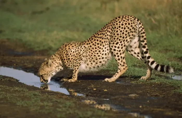 Framed Print : Cheetah - drinking Framed Print : Cheetah - drinking