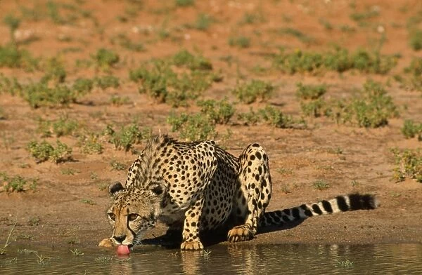 Cheetah - drinking Kalahari Gemsbok Park, South Africa