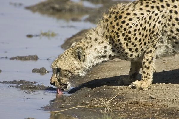 Cheetah - drinking at marsh - Ngorongoro Conservation Area - Tanzania