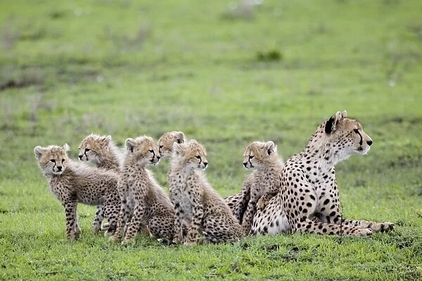Cheetah family - Mother Cheetah with her 6 calfs - Ndutu - Ngorongoro - Tanzania - Africa