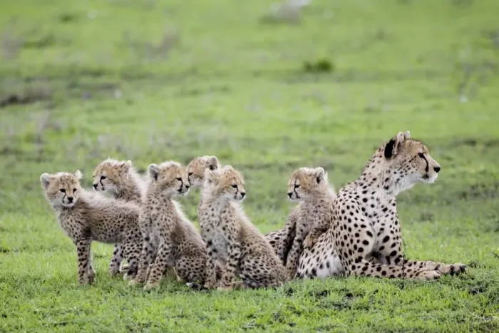 Framed Print : Cheetah family - Mother Cheetah with her 6 calfs - Ndutu - Ngorongoro - Tanzania - Africa