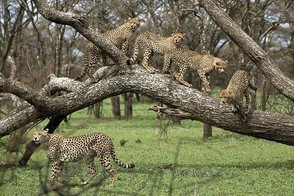 Cheetah family in trees - Mother Cheetah starts to hunt and her four big calfs follow her - Ndutu - Ngorongoro - Tanzania - Africa