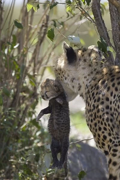 Cheetah - female carrying 5 day old cub - Maasai Mara Reserve - Kenya