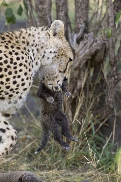 Cheetah - female carrying 8 day old cub - Maasai Mara Reserve - Kenya
