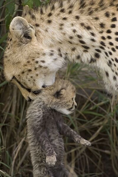 Cheetah - female carrying 9 day old cub - Maasai Mara Reserve - Kenya