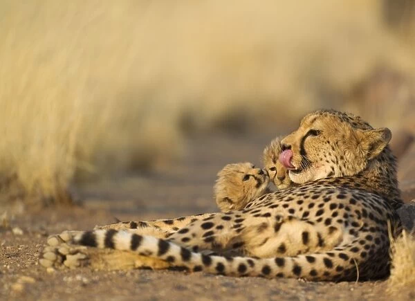 Cheetah - female licking lips with its two 40 days
