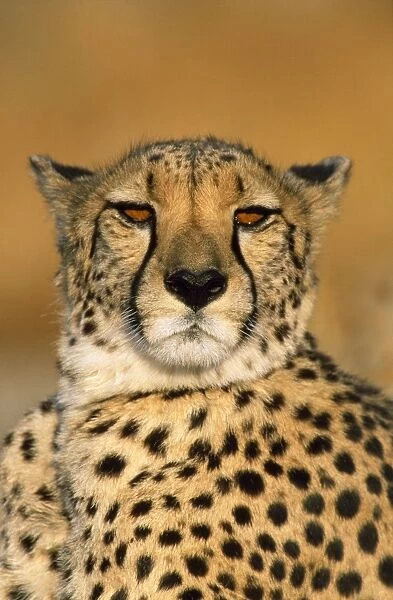 Cheetah - female Namibia Africa