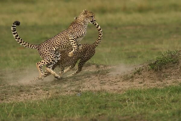 Cheetah - two fighting Transmara, Maasai Mara, Kenya, Africa Acinonyx jubatus