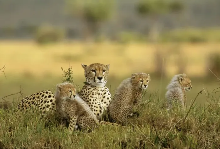 Framed Print : Cheetah FL 648 Parent and cubs. Maasai Mara National Park Acinonyx jubatus © Ferrero-Labat / ARDEA LONDON Framed Print : Cheetah FL 648 Parent and cubs. Maasai Mara National Park Acinonyx jubatus © Ferrero-Labat / ARDEA LONDON