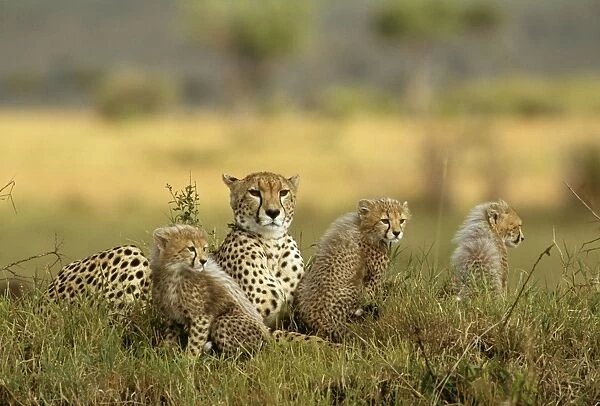 Cheetah FL 648 Parent and cubs. Maasai Mara National Park Acinonyx jubatus © Ferrero-Labat  /  ARDEA LONDON