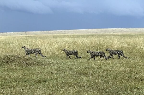 Cheetah - four. Maasai Mara National Park - Kenya - Africa