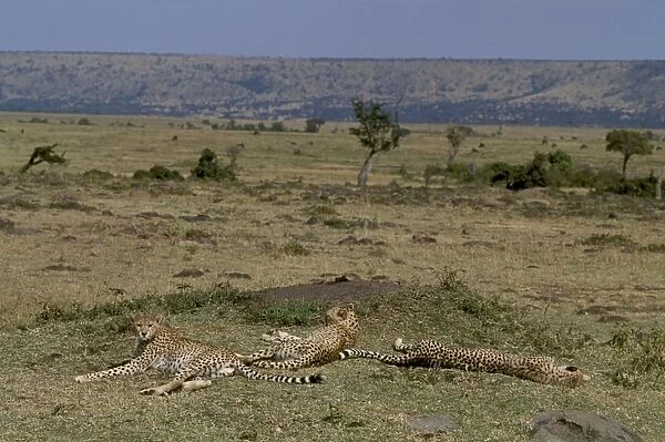 Cheetah - group lying down by old termite mound used by them as vantage point - Kenya JFL03268