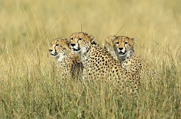 Cheetah - group of three sitting in tall grass - Kenya JFL03320