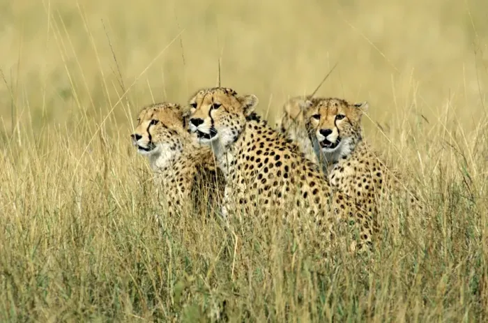 Framed Print : Cheetah - group of three sitting in tall grass - Kenya JFL03320 Framed Print : Cheetah - group of three sitting in tall grass - Kenya JFL03320