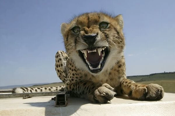 Cheetah Growling - Lying down on roof of vehicle TransMara, Maasai Mara, Kenya, Africa
