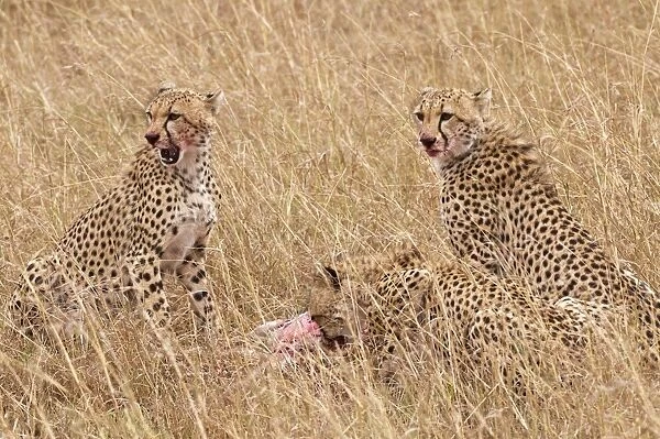 Cheetah - three at kill eating - Masai Mara - Kenya