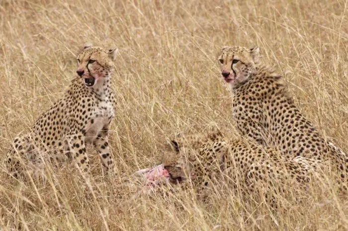 Framed Print : Cheetah - three at kill eating - Masai Mara - Kenya Framed Print : Cheetah - three at kill eating - Masai Mara - Kenya