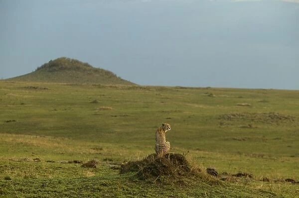 Cheetah LA 621 Transmara, Maasai Mara, Kenya Acinonyx jubatus © J. M. Labat  /  ardea. com