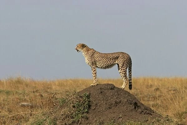 Cheetah LA 637 Transmara, Maasai Mara, Kenya Acinonyx jubatus © J. M. Labat  /  ardea. com