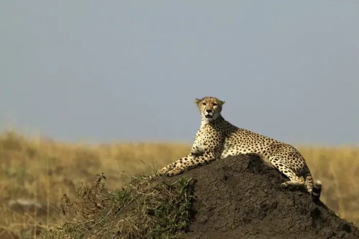 Framed Print : Cheetah Lying down TransMara, Maasai Mara, Kenya, Africa Framed Print : Cheetah Lying down TransMara, Maasai Mara, Kenya, Africa