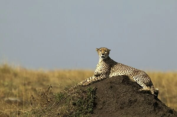 Cheetah Lying down TransMara, Maasai Mara, Kenya, Africa