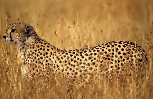 Cheetah - Maasai Mara - Kenya - Africa